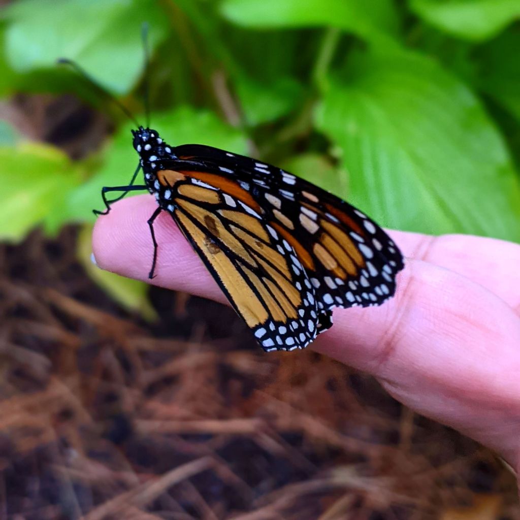 Butterfly sitting on a finger.