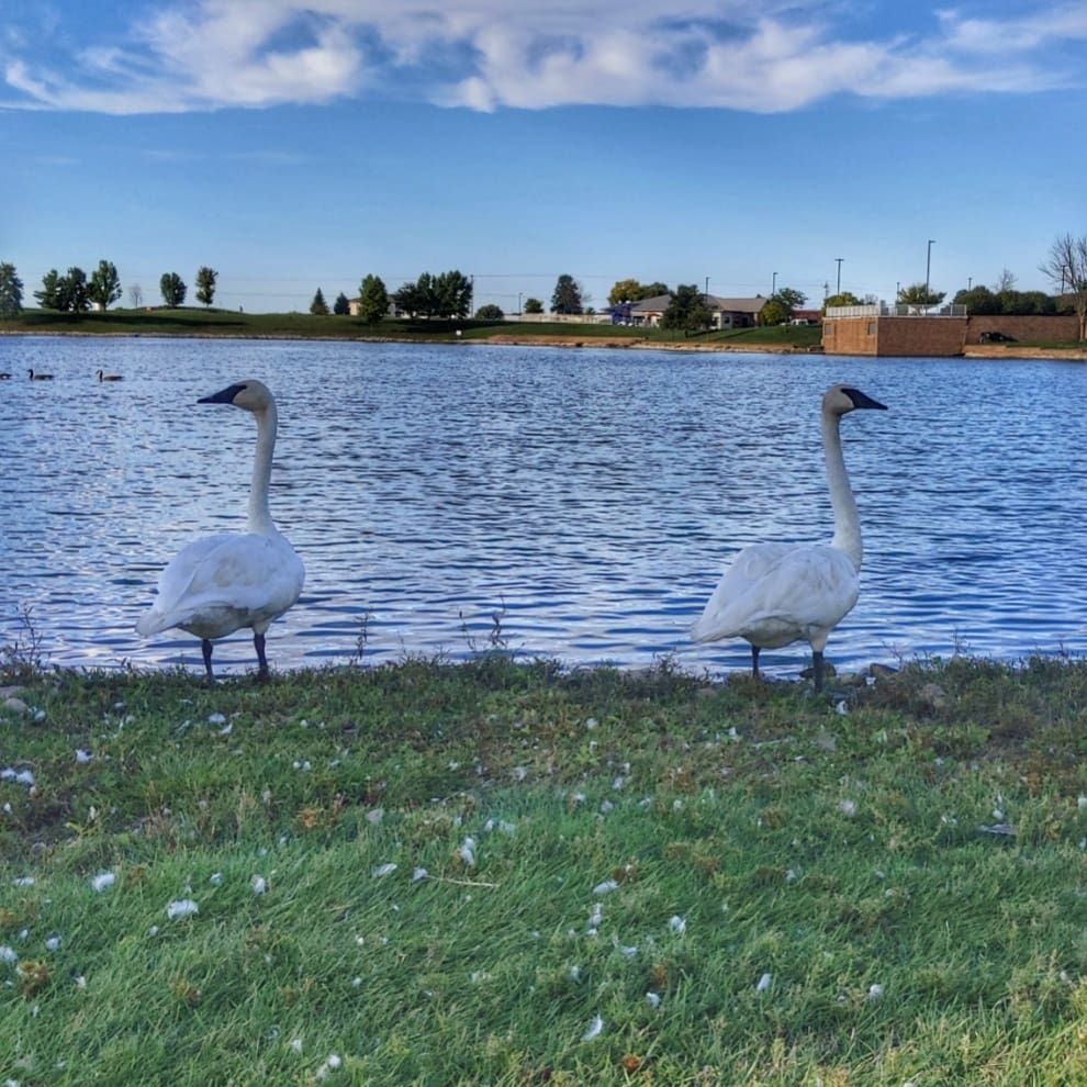 Two geese looking in opposite directions next to a lake.